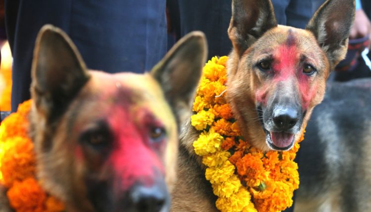 यमपञ्चकको तेस्रो दिन आज कुकुर तिहार मनाइँदै