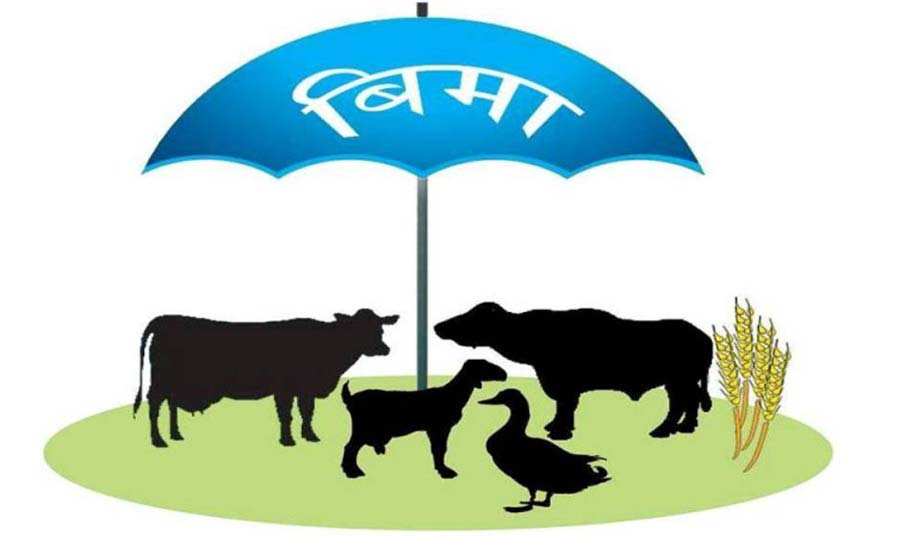 गण्डकी प्रदेशका ११ जिल्लामा निःशुल्क कृषि बीमा