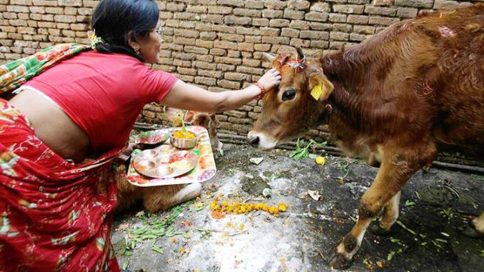 तिहारको चौथो दिन, आज गाई, गोरु र हलि तिहार मनाइँदै